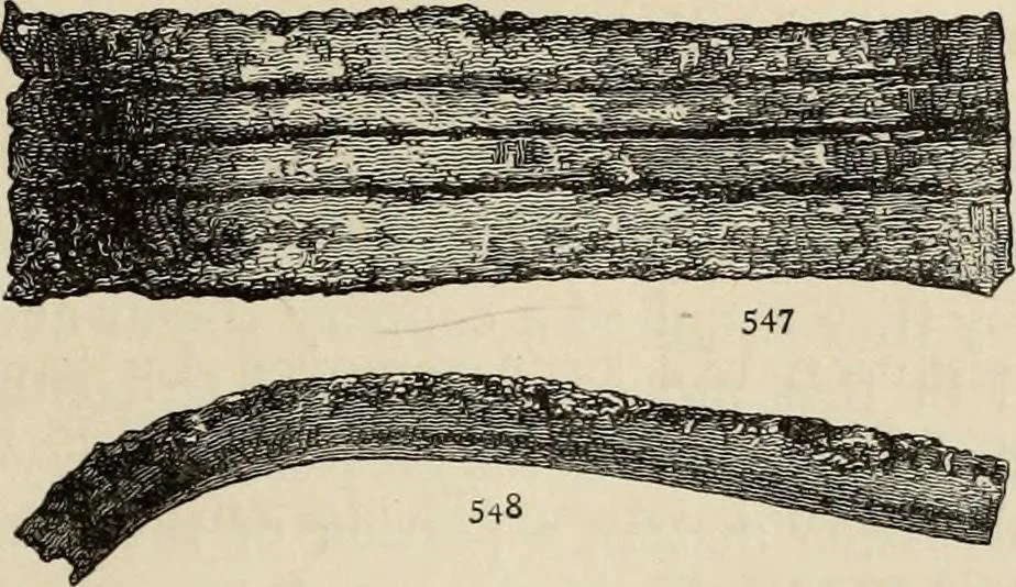 An illustration from Mycenae : a narrative of researches and discoveries at Mycenae and Tiryns, 1878, leaf 463