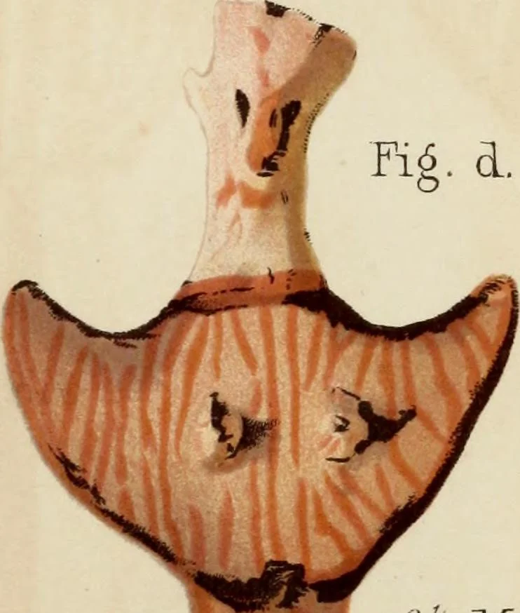 An illustration from Mycenae : a narrative of researches and discoveries at Mycenae and Tiryns, 1878, leaf 473