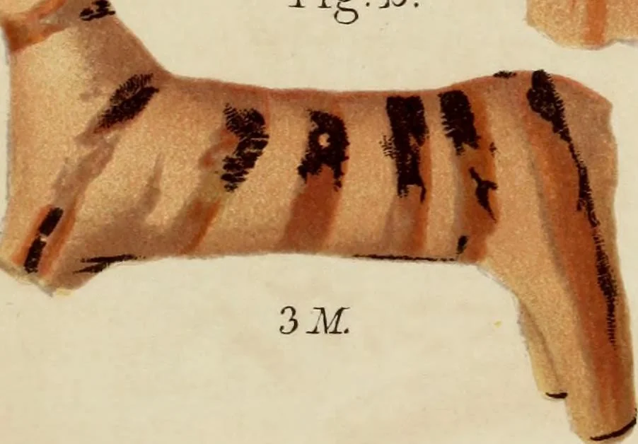 An illustration from Mycenae : a narrative of researches and discoveries at Mycenae and Tiryns, 1878, leaf 473