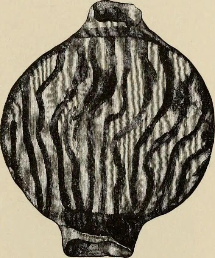 An illustration from Mycenae : a narrative of researches and discoveries at Mycenae and Tiryns, 1878, leaf 497