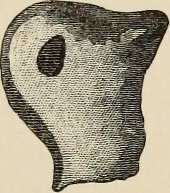 An illustration from Mycenae : a narrative of researches and discoveries at Mycenae and Tiryns, 1878, leaf 499