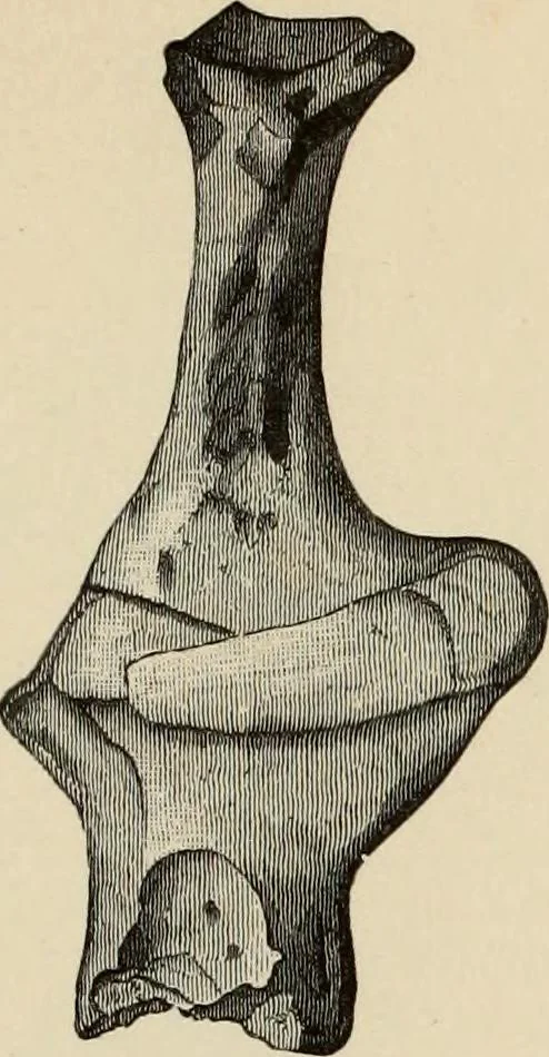 An illustration from Mycenae : a narrative of researches and discoveries at Mycenae and Tiryns, 1878, leaf 501