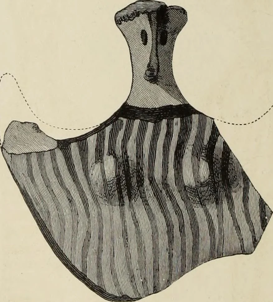 An illustration from Mycen©Œ : a narrative of researches and discoveries at Mycen©Œ and Tiryns, 1878, leaf 157