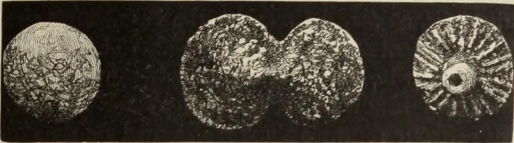 An illustration from Mycen©Œ : a narrative of researches and discoveries at Mycen©Œ and Tiryns, 1878, leaf 196
