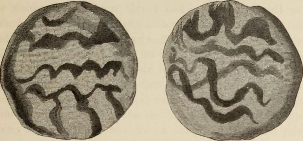 An illustration from Mycen©Œ : a narrative of researches and discoveries at Mycen©Œ and Tiryns, 1878, leaf 200