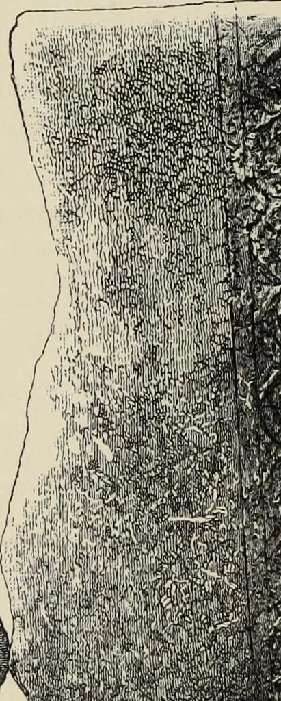 An illustration from Mycen©Œ : a narrative of researches and discoveries at Mycen©Œ and Tiryns, 1878, leaf 227