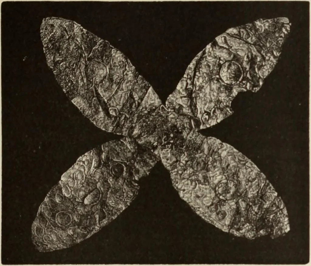An illustration from Mycen©Œ : a narrative of researches and discoveries at Mycen©Œ and Tiryns, 1878, leaf 246