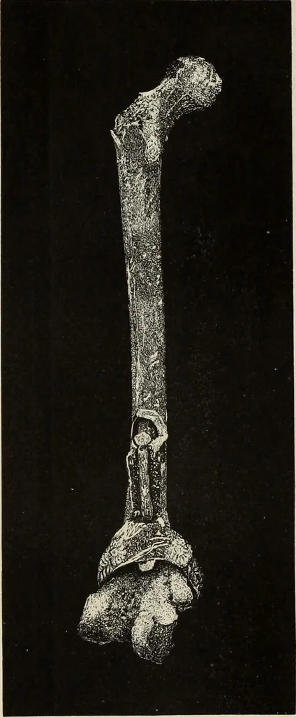 An illustration from Mycen©Œ : a narrative of researches and discoveries at Mycen©Œ and Tiryns, 1878, leaf 319