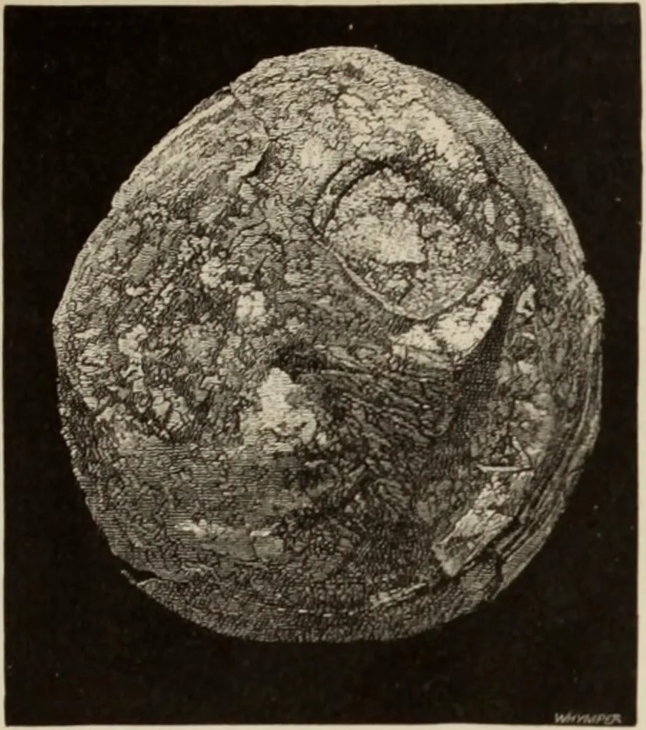 An illustration from Mycen©Œ : a narrative of researches and discoveries at Mycen©Œ and Tiryns, 1878, leaf 358