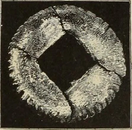An illustration from Mycen©Œ : a narrative of researches and discoveries at Mycen©Œ and Tiryns, 1878, leaf 359