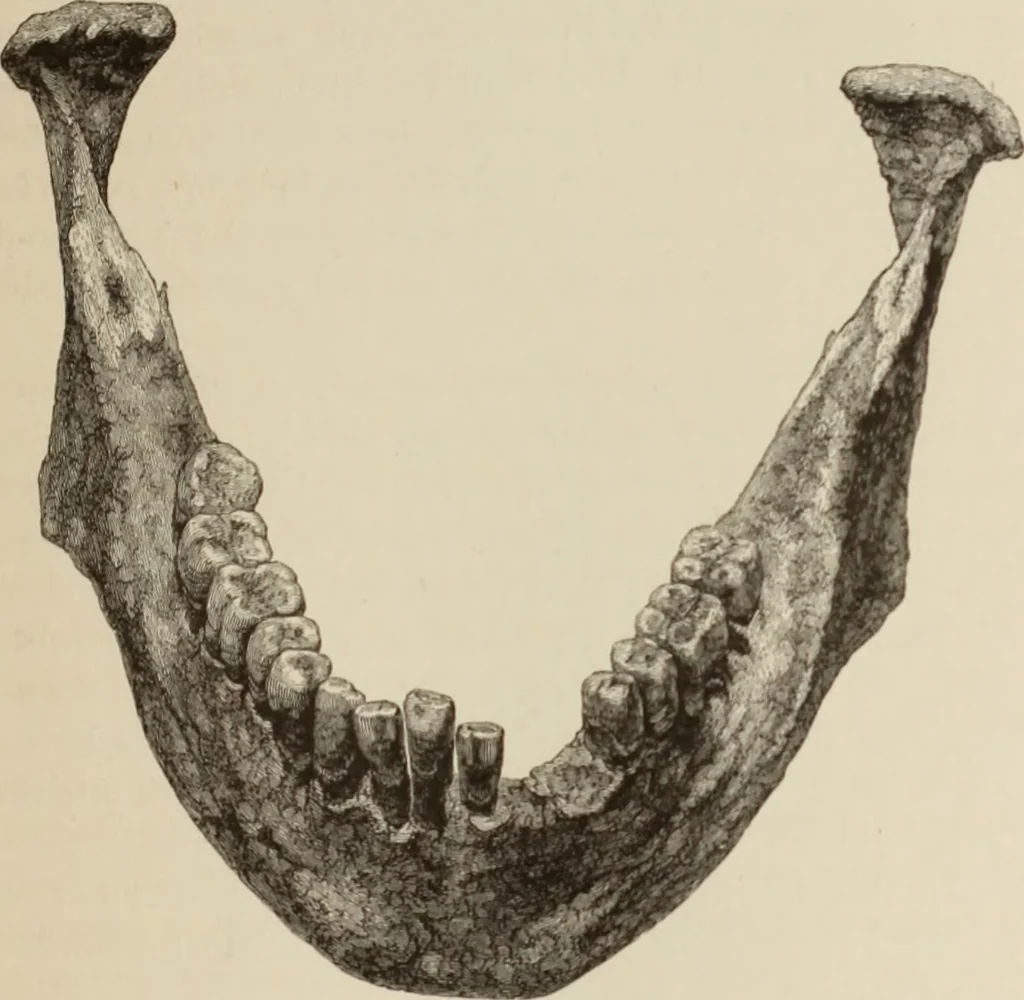 An illustration from Mycen©Œ : a narrative of researches and discoveries at Mycen©Œ and Tiryns, 1878, leaf 374