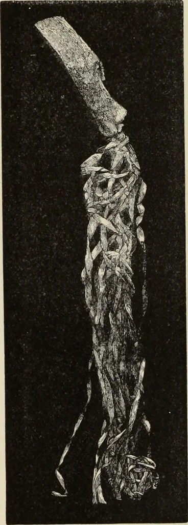 An illustration from Mycen©Œ : a narrative of researches and discoveries at Mycen©Œ and Tiryns, 1878, leaf 393
