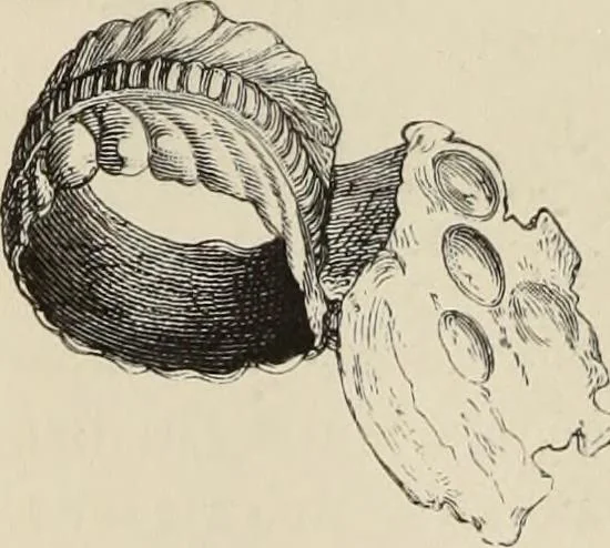 An illustration from Mycen©Œ : a narrative of researches and discoveries at Mycen©Œ and Tiryns, 1878, leaf 409