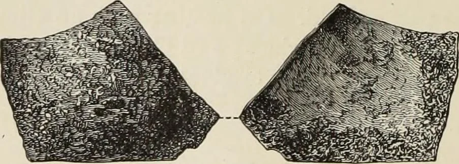 An illustration from Mycen©Œ : a narrative of researches and discoveries at Mycen©Œ and Tiryns, 1878, leaf 459