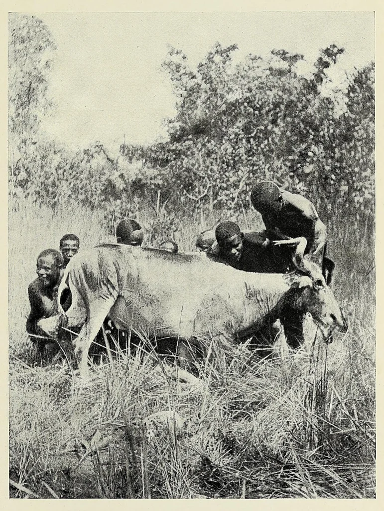 An illustration from My journey from Rhodesia to Egypt : including an ascent of Ruwenzori and a short account of the route from Cape Town to Broken Hill and Lado to Alexandria, 1911, leaf 211