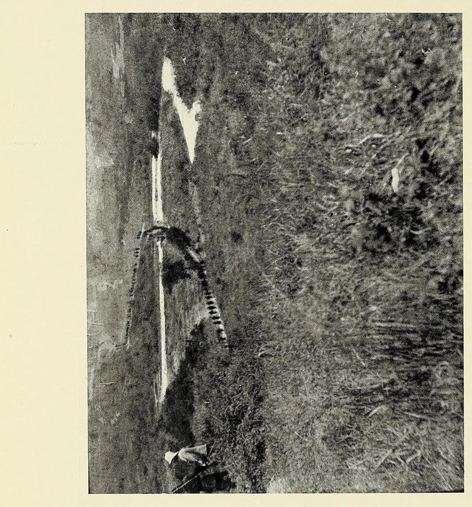 An illustration from My journey from Rhodesia to Egypt : including an ascent of Ruwenzori and a short account of the route from Cape Town to Broken Hill and Lado to Alexandria, 1911, leaf 62