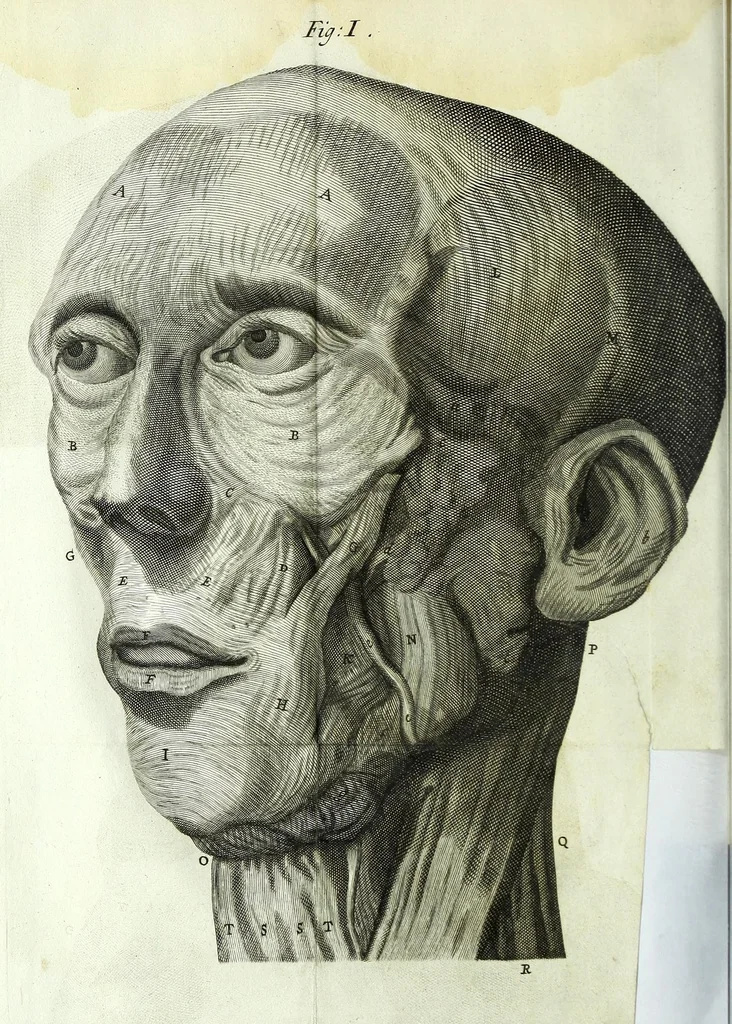 An illustration from Myotomia reformata, or, A new administration of all the muscles of humane bodies :, 1694, leaf 278