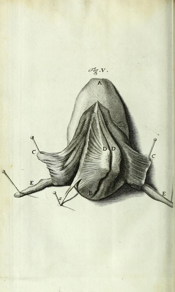 An illustration from Myotomia reformata, or, A new administration of all the muscles of humane bodies :, 1694, leaf 288