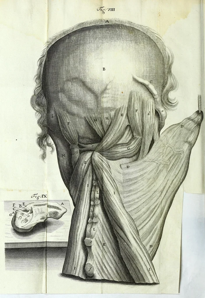 An illustration from Myotomia reformata, or, A new administration of all the muscles of humane bodies :, 1694, leaf 292
