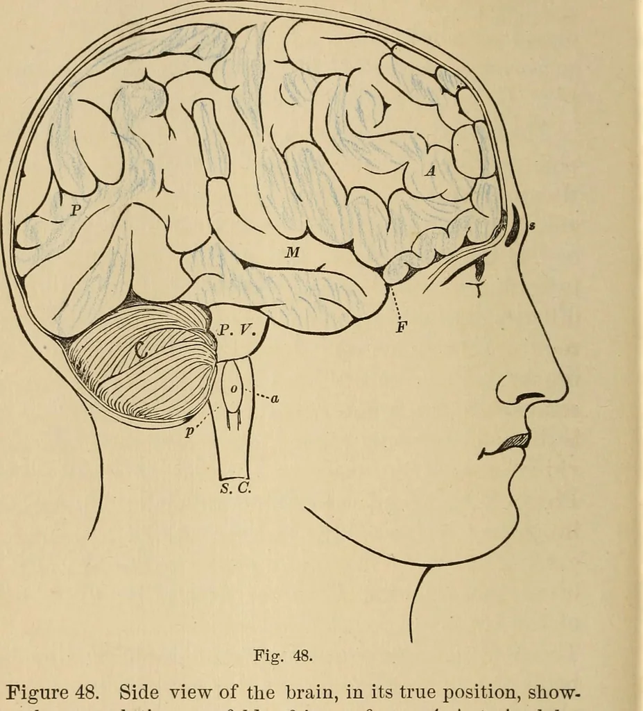 An illustration from The mysteries of the head and the heart explained : including an improved system of phrenology, a new theory of the emotions, and an explanation of the mysteries of mesmerism, trance, mind-reading, and the spirit delusion, 1875, leaf 179