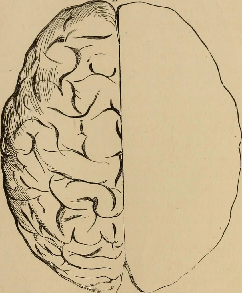An illustration from The mysteries of the head and the heart explained : including an improved system of phrenology, a new theory of the emotions, and an explanation of the mysteries of mesmerism, trance, mind-reading, and the spirit delusion, 1875, leaf 182