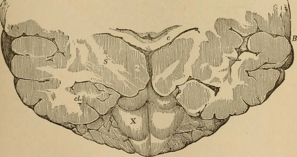 An illustration from The mysteries of the head and the heart explained : including an improved system of phrenology, a new theory of the emotions, and an explanation of the mysteries of mesmerism, trance, mind-reading, and the spirit delusion, 1875, leaf 184