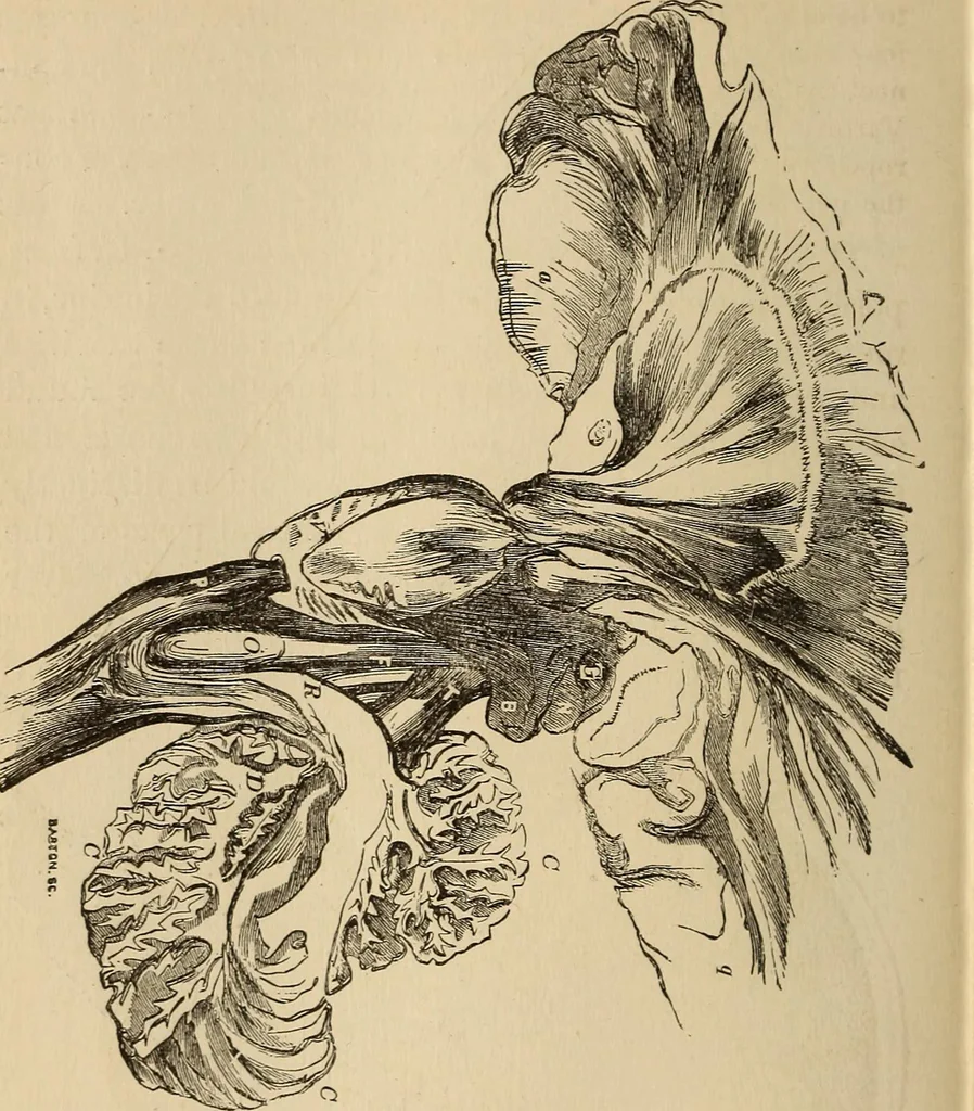 An illustration from The mysteries of the head and the heart explained : including an improved system of phrenology, a new theory of the emotions, and an explanation of the mysteries of mesmerism, trance, mind-reading, and the spirit delusion, 1875, leaf 185