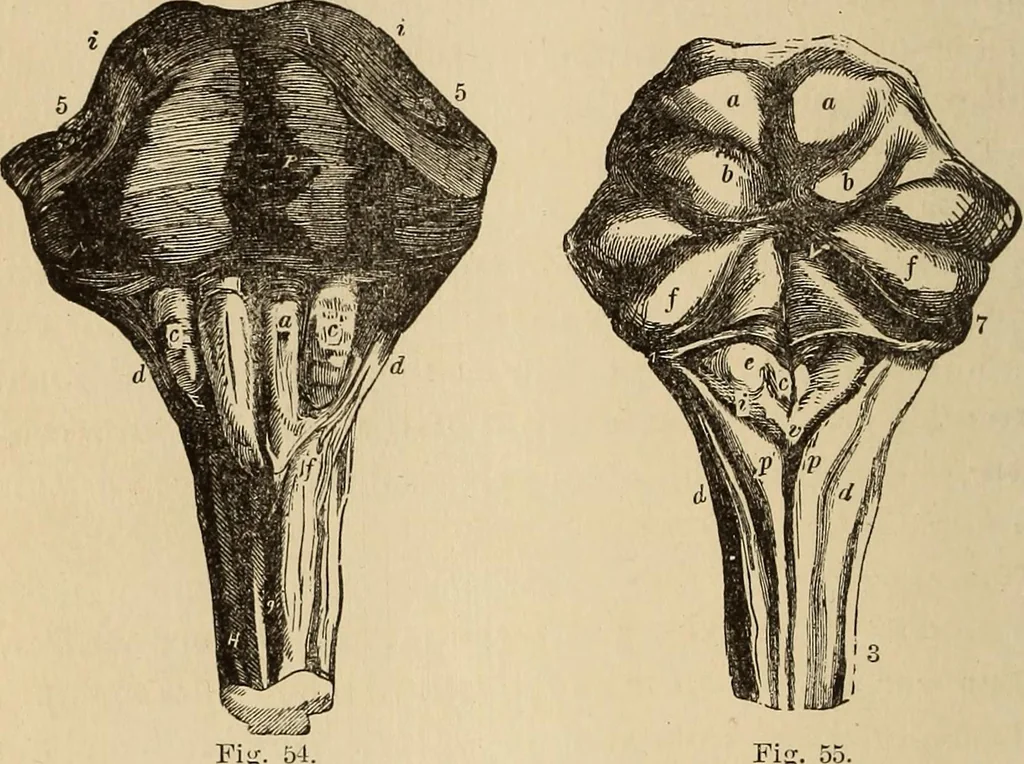 An illustration from The mysteries of the head and the heart explained : including an improved system of phrenology, a new theory of the emotions, and an explanation of the mysteries of mesmerism, trance, mind-reading, and the spirit delusion, 1875, leaf 189