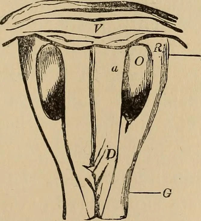 An illustration from The mysteries of the head and the heart explained : including an improved system of phrenology, a new theory of the emotions, and an explanation of the mysteries of mesmerism, trance, mind-reading, and the spirit delusion, 1875, leaf 190