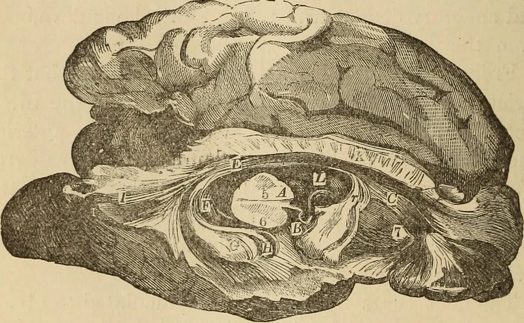 An illustration from The mysteries of the head and the heart explained : including an improved system of phrenology, a new theory of the emotions, and an explanation of the mysteries of mesmerism, trance, mind-reading, and the spirit delusion, 1875, leaf 195
