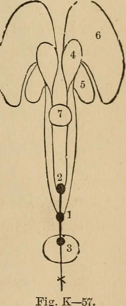 An illustration from The mysteries of the head and the heart explained : including an improved system of phrenology, a new theory of the emotions, and an explanation of the mysteries of mesmerism, trance, mind-reading, and the spirit delusion, 1875, leaf 198