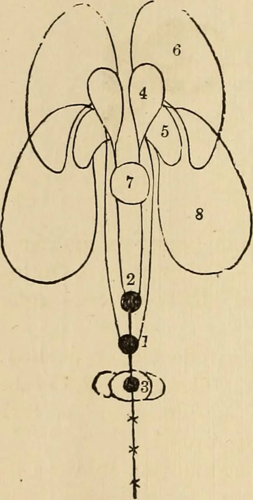 An illustration from The mysteries of the head and the heart explained : including an improved system of phrenology, a new theory of the emotions, and an explanation of the mysteries of mesmerism, trance, mind-reading, and the spirit delusion, 1875, leaf 199