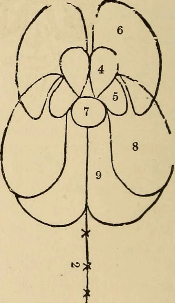 An illustration from The mysteries of the head and the heart explained : including an improved system of phrenology, a new theory of the emotions, and an explanation of the mysteries of mesmerism, trance, mind-reading, and the spirit delusion, 1875, leaf 199