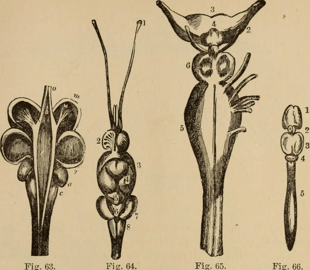 An illustration from The mysteries of the head and the heart explained : including an improved system of phrenology, a new theory of the emotions, and an explanation of the mysteries of mesmerism, trance, mind-reading, and the spirit delusion, 1875, leaf 202