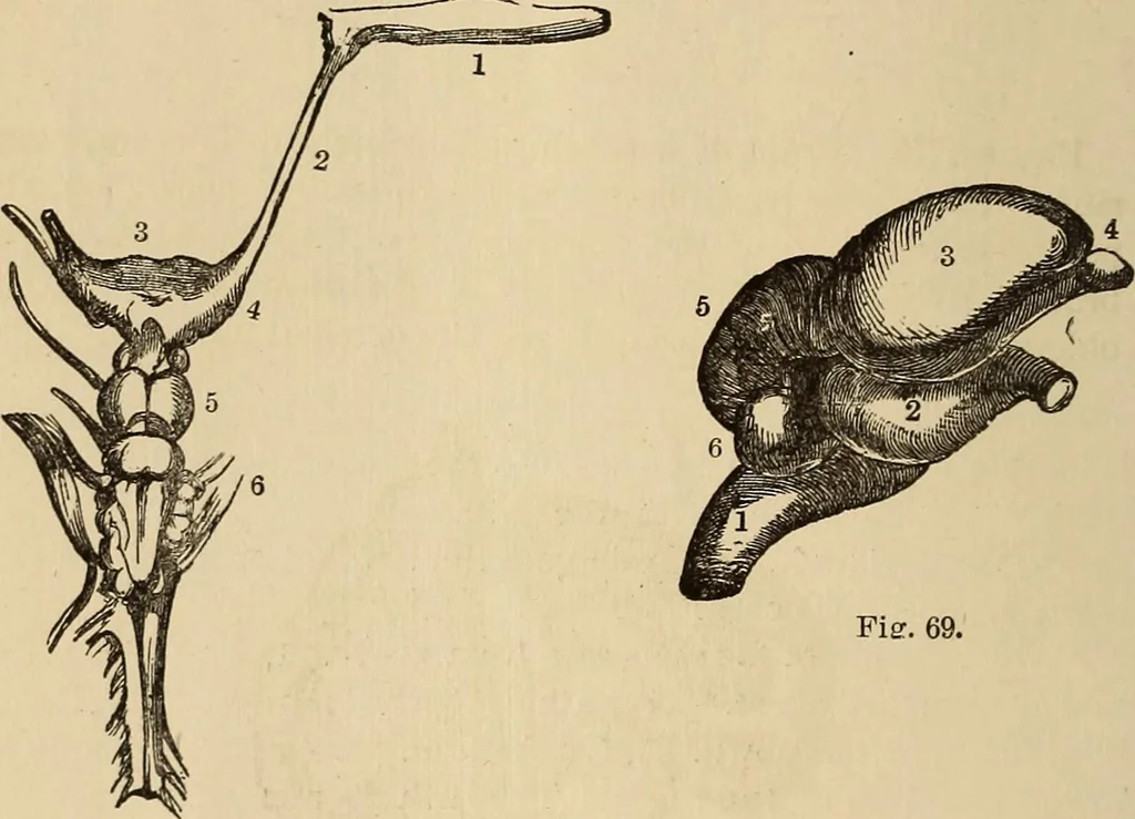 An illustration from The mysteries of the head and the heart explained : including an improved system of phrenology, a new theory of the emotions, and an explanation of the mysteries of mesmerism, trance, mind-reading, and the spirit delusion, 1875, leaf 203