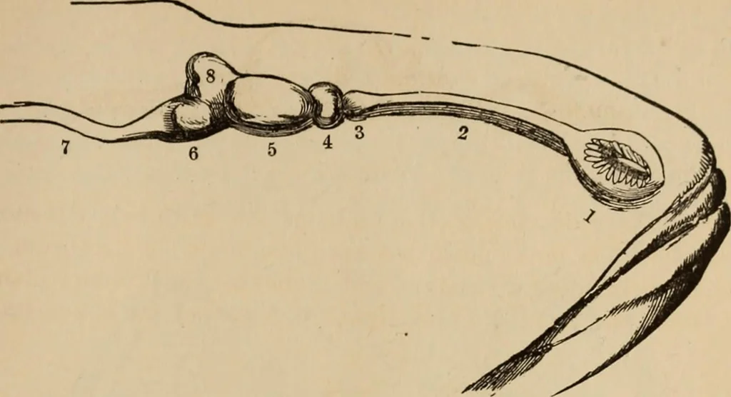 An illustration from The mysteries of the head and the heart explained : including an improved system of phrenology, a new theory of the emotions, and an explanation of the mysteries of mesmerism, trance, mind-reading, and the spirit delusion, 1875, leaf 204