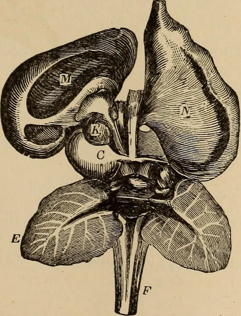 An illustration from The mysteries of the head and the heart explained : including an improved system of phrenology, a new theory of the emotions, and an explanation of the mysteries of mesmerism, trance, mind-reading, and the spirit delusion, 1875, leaf 204