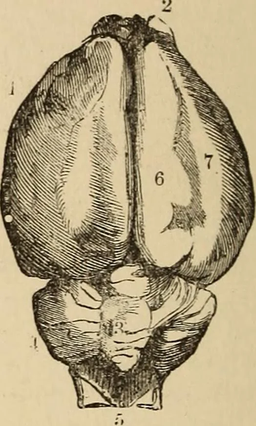 An illustration from The mysteries of the head and the heart explained : including an improved system of phrenology, a new theory of the emotions, and an explanation of the mysteries of mesmerism, trance, mind-reading, and the spirit delusion, 1875, leaf 205
