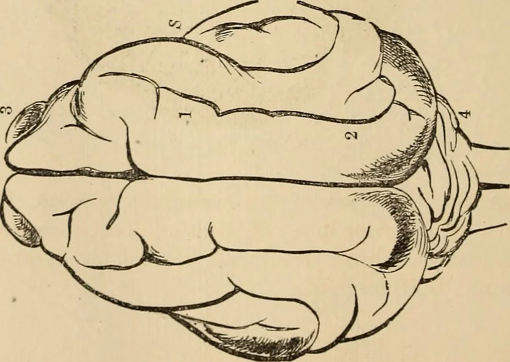An illustration from The mysteries of the head and the heart explained : including an improved system of phrenology, a new theory of the emotions, and an explanation of the mysteries of mesmerism, trance, mind-reading, and the spirit delusion, 1875, leaf 207