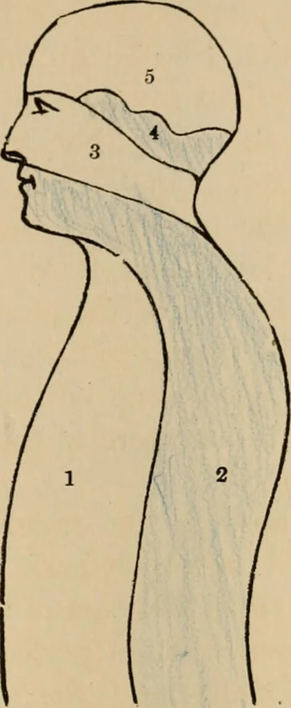 An illustration from The mysteries of the head and the heart explained : including an improved system of phrenology, a new theory of the emotions, and an explanation of the mysteries of mesmerism, trance, mind-reading, and the spirit delusion, 1875, leaf 212