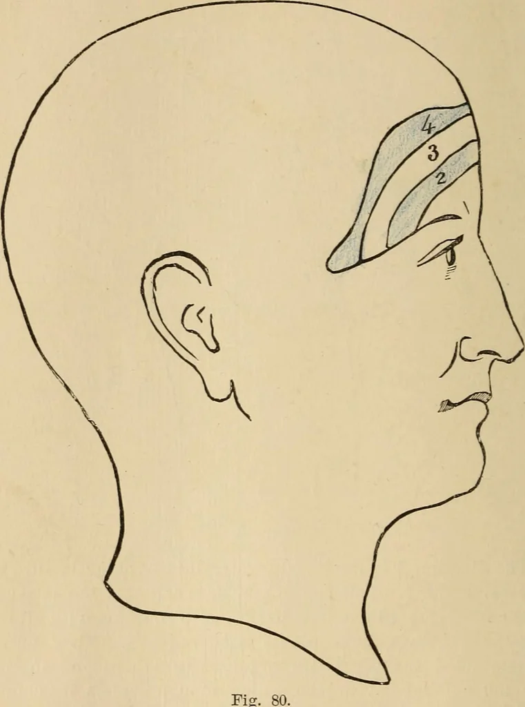 An illustration from The mysteries of the head and the heart explained : including an improved system of phrenology, a new theory of the emotions, and an explanation of the mysteries of mesmerism, trance, mind-reading, and the spirit delusion, 1875, leaf 213