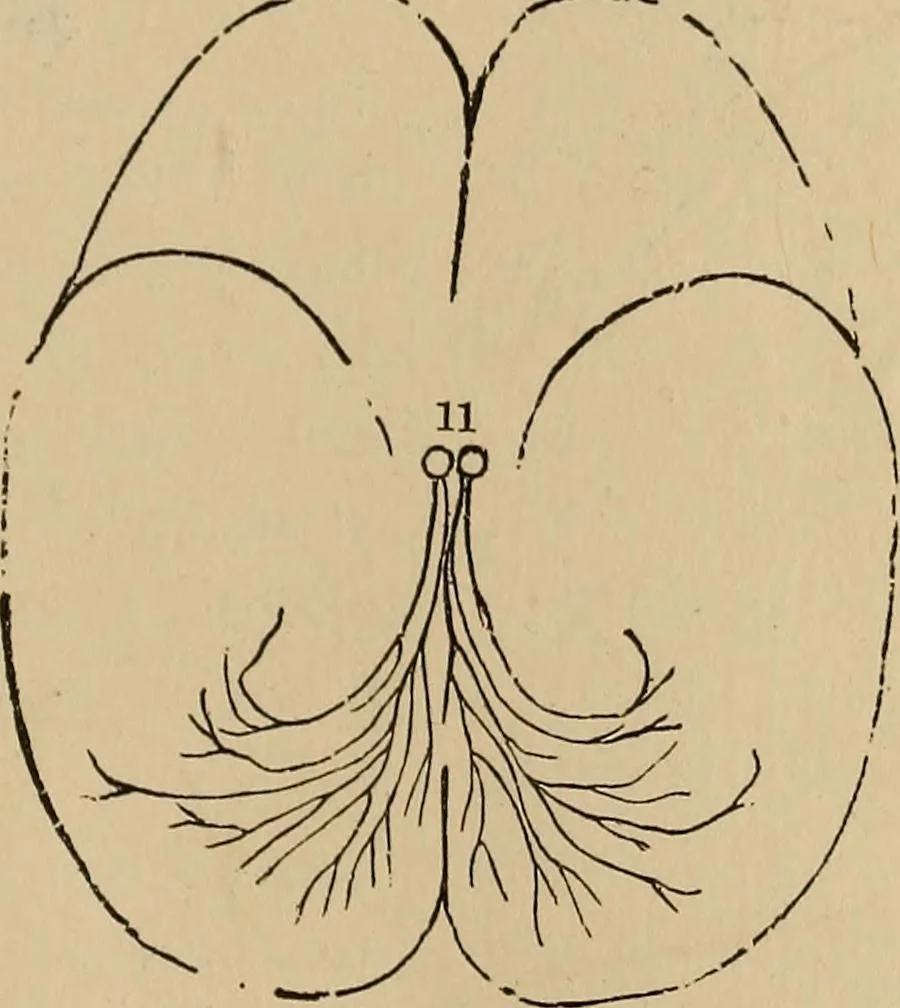 An illustration from The mysteries of the head and the heart explained : including an improved system of phrenology, a new theory of the emotions, and an explanation of the mysteries of mesmerism, trance, mind-reading, and the spirit delusion, 1875, leaf 216
