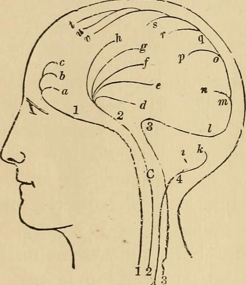 An illustration from The mysteries of the head and the heart explained : including an improved system of phrenology, a new theory of the emotions, and an explanation of the mysteries of mesmerism, trance, mind-reading, and the spirit delusion, 1875, leaf 217