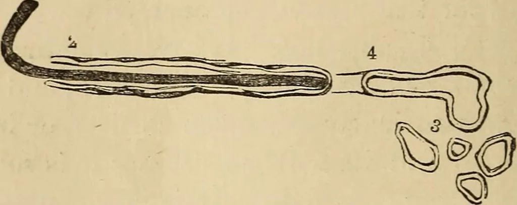 An illustration from The mysteries of the head and the heart explained : including an improved system of phrenology, a new theory of the emotions, and an explanation of the mysteries of mesmerism, trance, mind-reading, and the spirit delusion, 1875, leaf 231