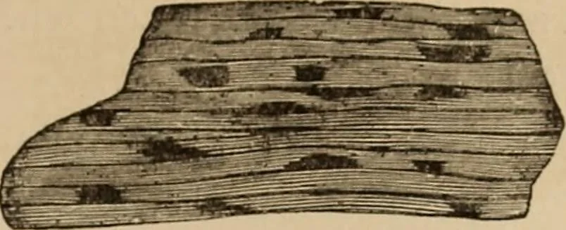 An illustration from The mysteries of the head and the heart explained : including an improved system of phrenology, a new theory of the emotions, and an explanation of the mysteries of mesmerism, trance, mind-reading, and the spirit delusion, 1875, leaf 232
