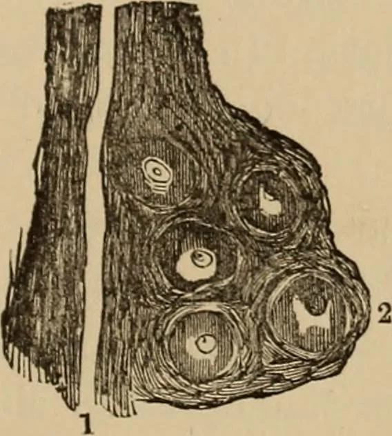 An illustration from The mysteries of the head and the heart explained : including an improved system of phrenology, a new theory of the emotions, and an explanation of the mysteries of mesmerism, trance, mind-reading, and the spirit delusion, 1875, leaf 232