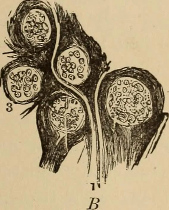 An illustration from The mysteries of the head and the heart explained : including an improved system of phrenology, a new theory of the emotions, and an explanation of the mysteries of mesmerism, trance, mind-reading, and the spirit delusion, 1875, leaf 232