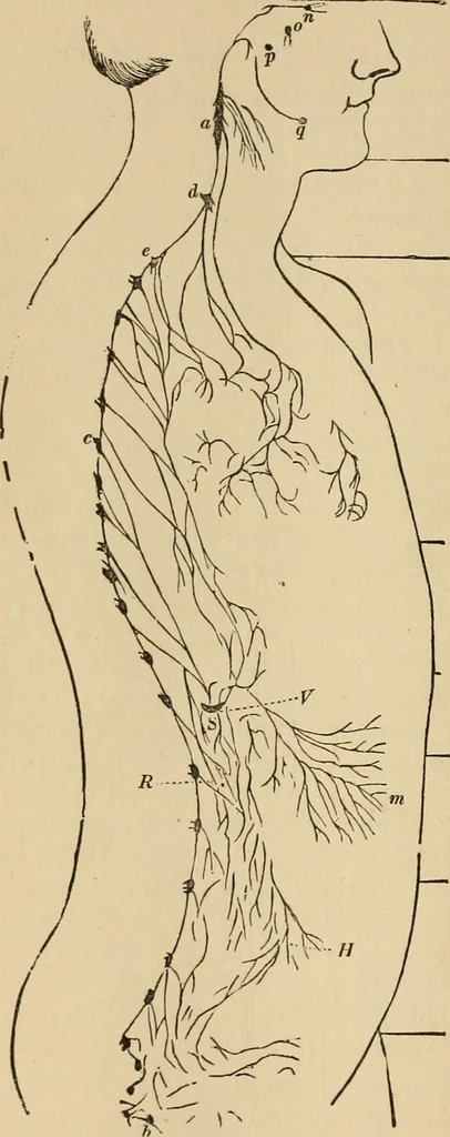 An illustration from The mysteries of the head and the heart explained : including an improved system of phrenology, a new theory of the emotions, and an explanation of the mysteries of mesmerism, trance, mind-reading, and the spirit delusion, 1875, leaf 237