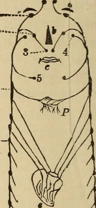 An illustration from The mysteries of the head and the heart explained : including an improved system of phrenology, a new theory of the emotions, and an explanation of the mysteries of mesmerism, trance, mind-reading, and the spirit delusion, 1875, leaf 237