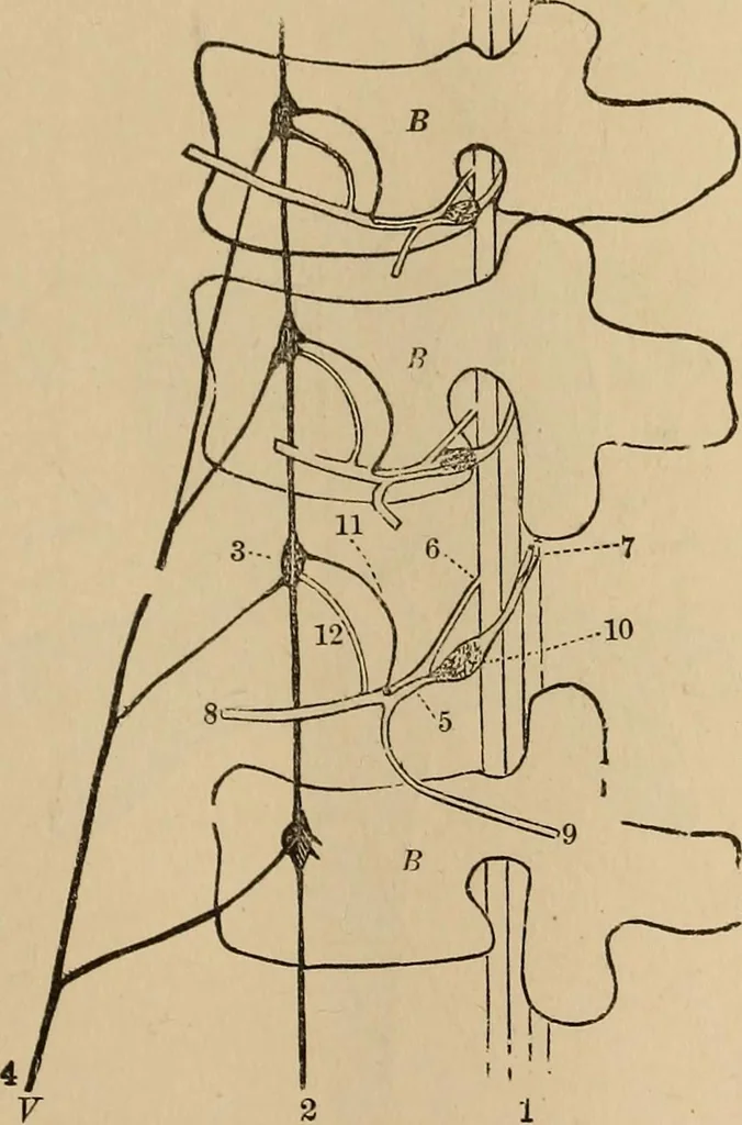 An illustration from The mysteries of the head and the heart explained : including an improved system of phrenology, a new theory of the emotions, and an explanation of the mysteries of mesmerism, trance, mind-reading, and the spirit delusion, 1875, leaf 238